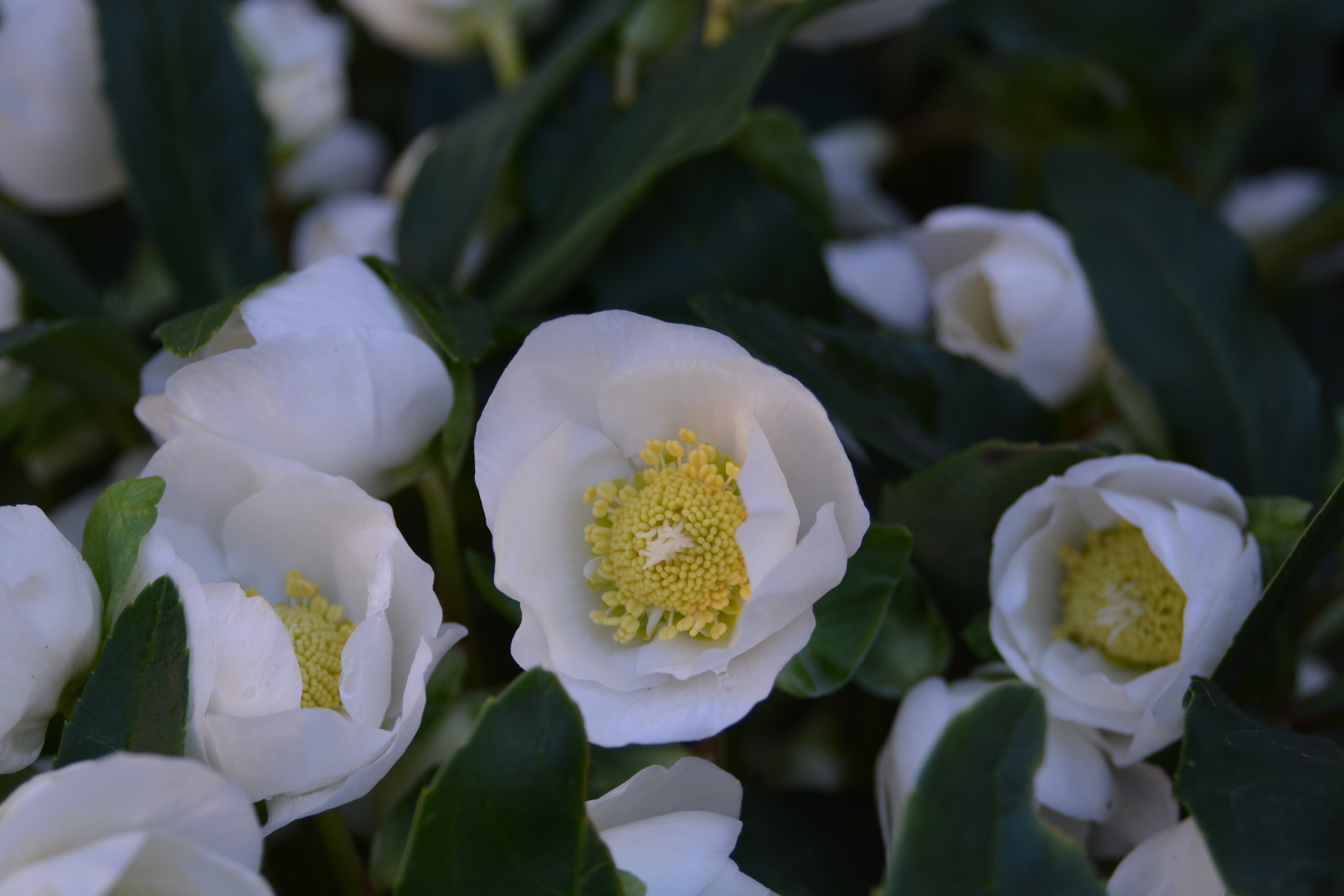 DSC_2095.JPG